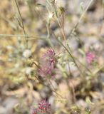 Trifolium pamphylicum