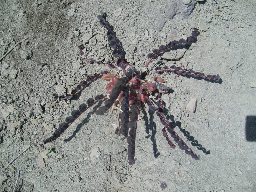 Image of Astragalus fabaceus specimen.