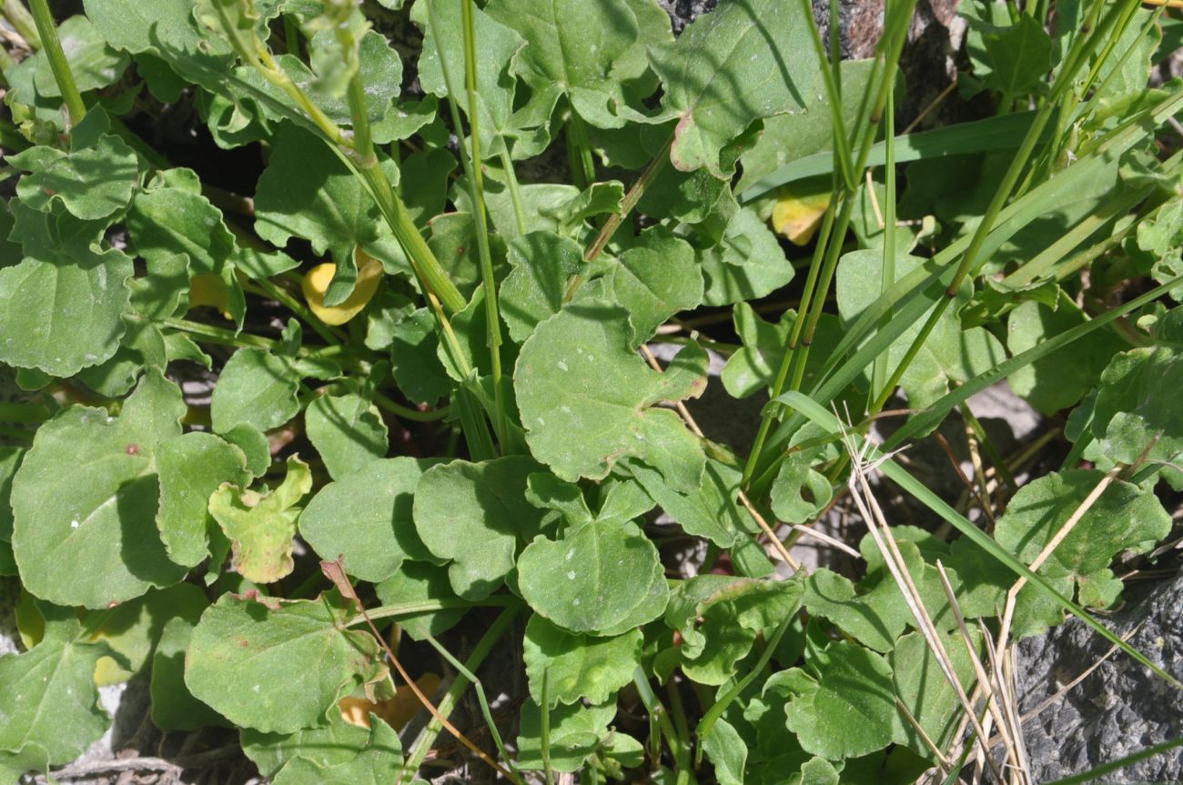 Изображение особи Rumex hastifolius.