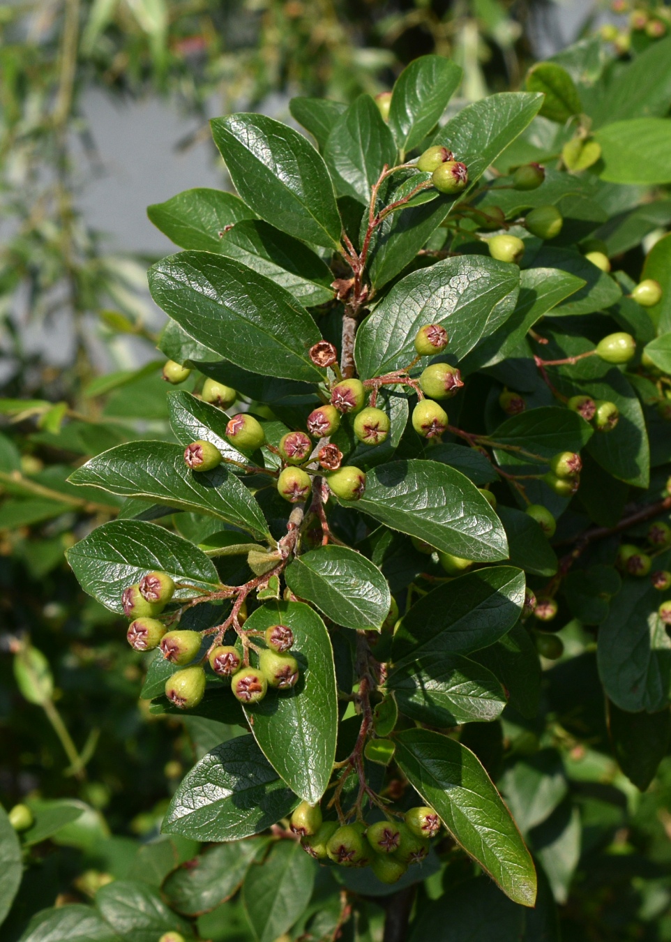 Изображение особи Cotoneaster lucidus.