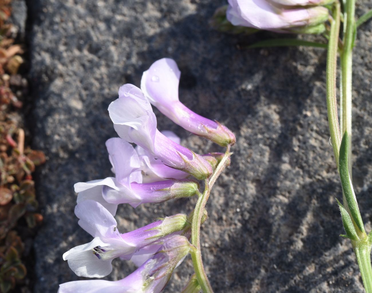 Image of genus Vicia specimen.