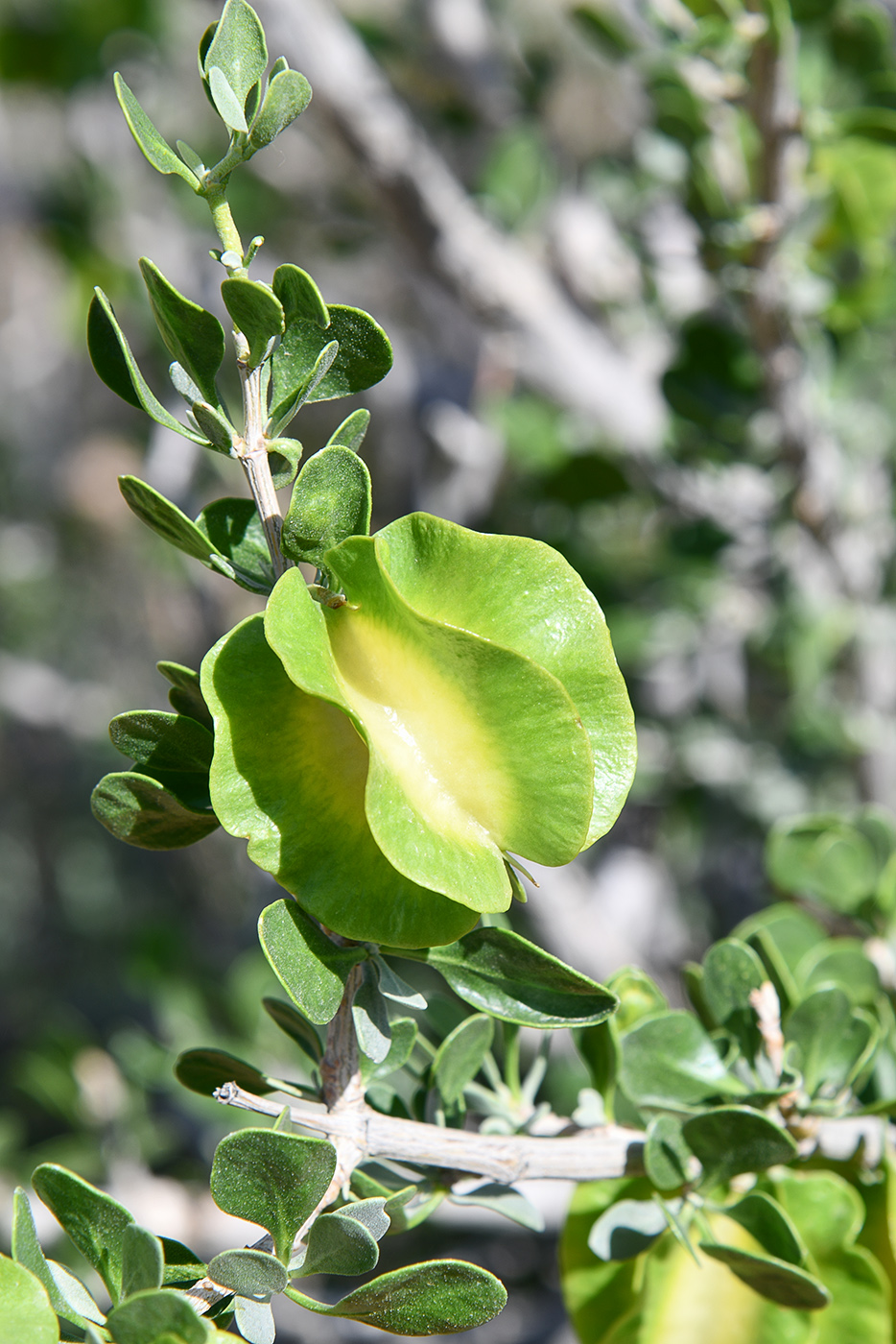 Изображение особи Zygophyllum atriplicoides.