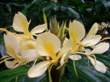 Hedychium flavescens