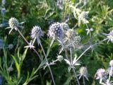 Eryngium campestre. Старобельский р-н, Левый берег р.Айдар. 19 июля 2023 г.