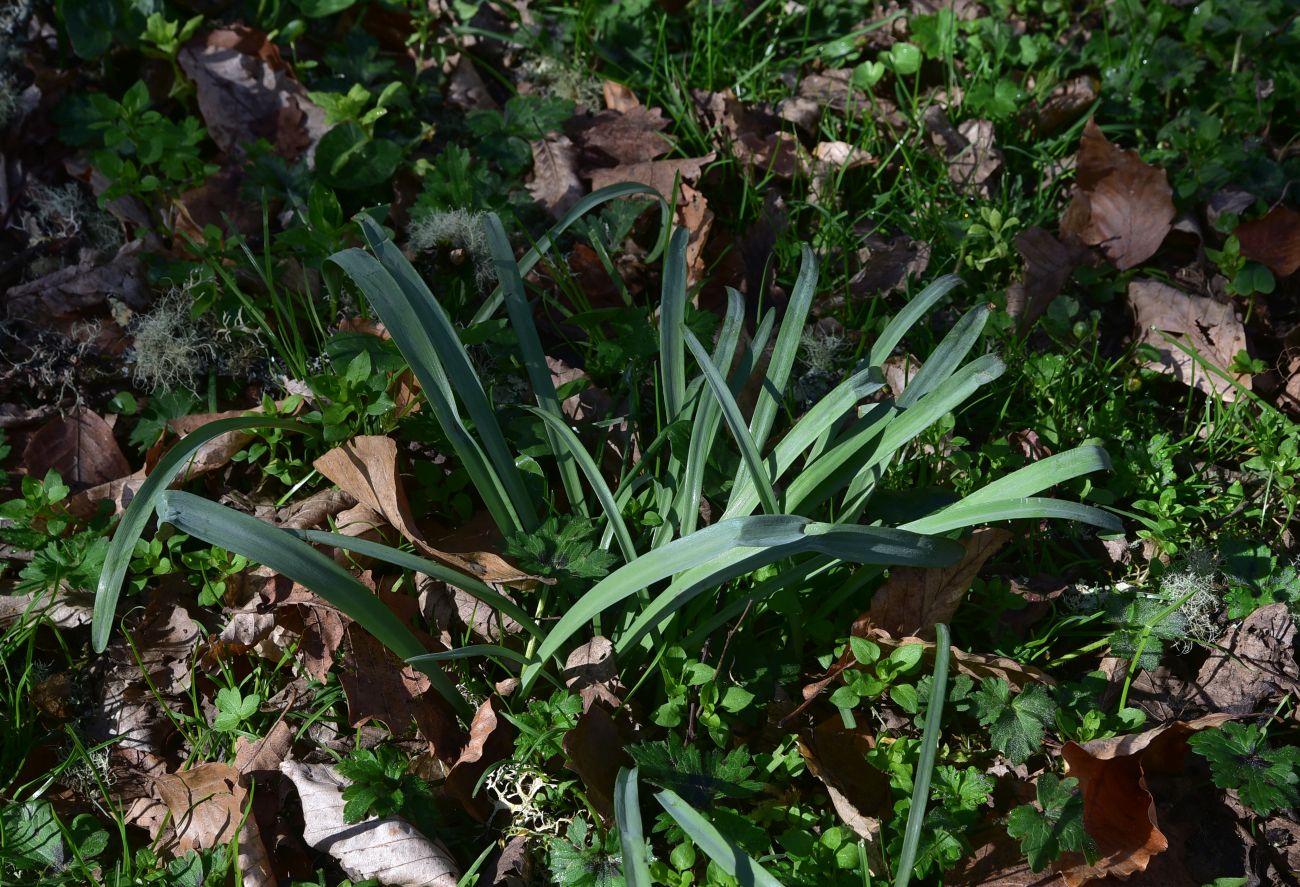 Image of Galanthus alpinus specimen.