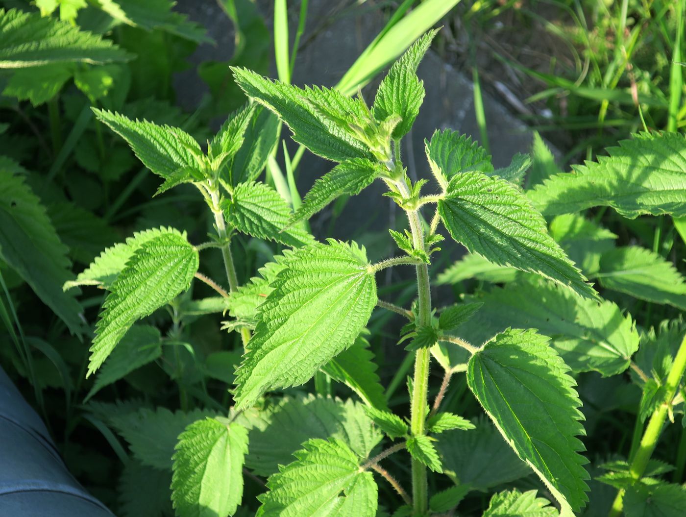 Изображение особи Urtica dioica.