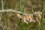 Hedysarum argyrophyllum. Верхушка побега с отцветшим соцветием и завязью. Оренбургская обл., Саракташский р-н, Жёлтинский сельсовет, окр. хут. Султанбаево, луговая степь. 9 июня 2025 г.