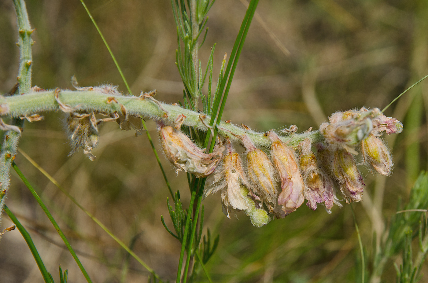 Изображение особи Hedysarum argyrophyllum.
