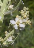 Verbascum lychnitis. Часть соцветия с цветками и бутонами. Испания, Каталония, пров. Барселона, комарка Осона, муниципалитет Виланова-де-Сау, водохранилище Сау, залесённый склон сев. экспозиции, обочина дороги. 31.05.2026.