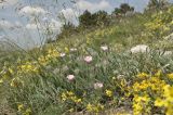 Convolvulus tauricus. Куртина цветущих растений. Крым, г. Симферополь, окр. мкр-на Пневматика, куэста. 21.05.2026.
