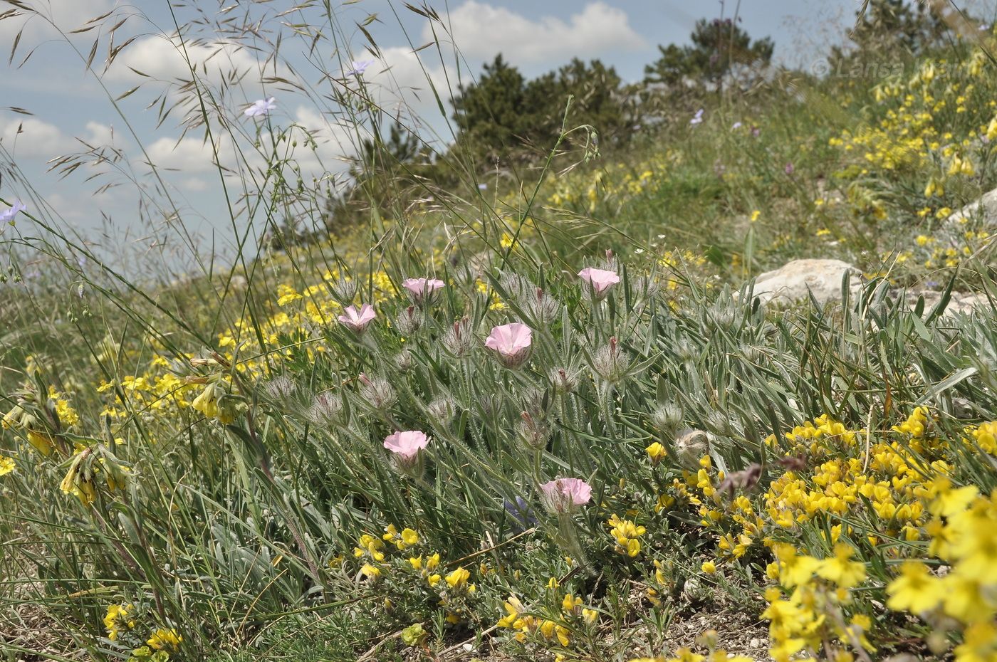 Изображение особи Convolvulus tauricus.