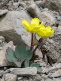 Ranunculus trautvetterianus