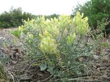 genus Astragalus. Цветущее растение. Казахстан, Абайская обл., Аягозский р-н; горы Тарбагатай, горы Конурчаулы, пологий щебнистый склон. 9 мая 2026 г.