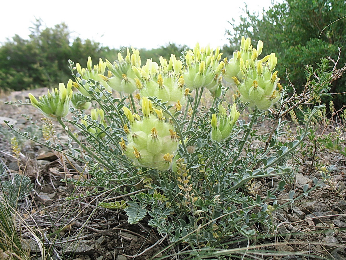 Image of genus Astragalus specimen.