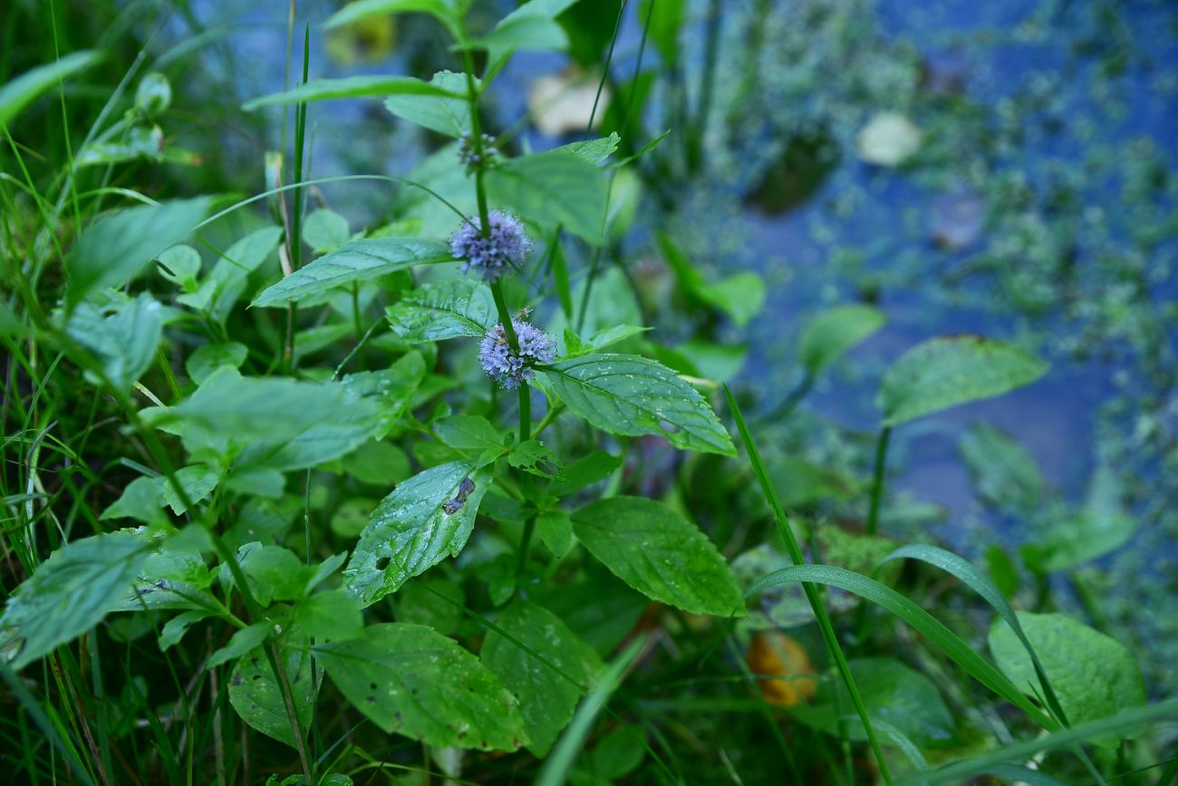 Image of genus Mentha specimen.