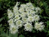 Heracleum dissectum. Соцветие. Хабаровский край, г. Комсомольск-на-Амуре, Силинский лесопарк, просека ЛЭП, в сообществе с Rubus matsumuranus. 29.06.2026.