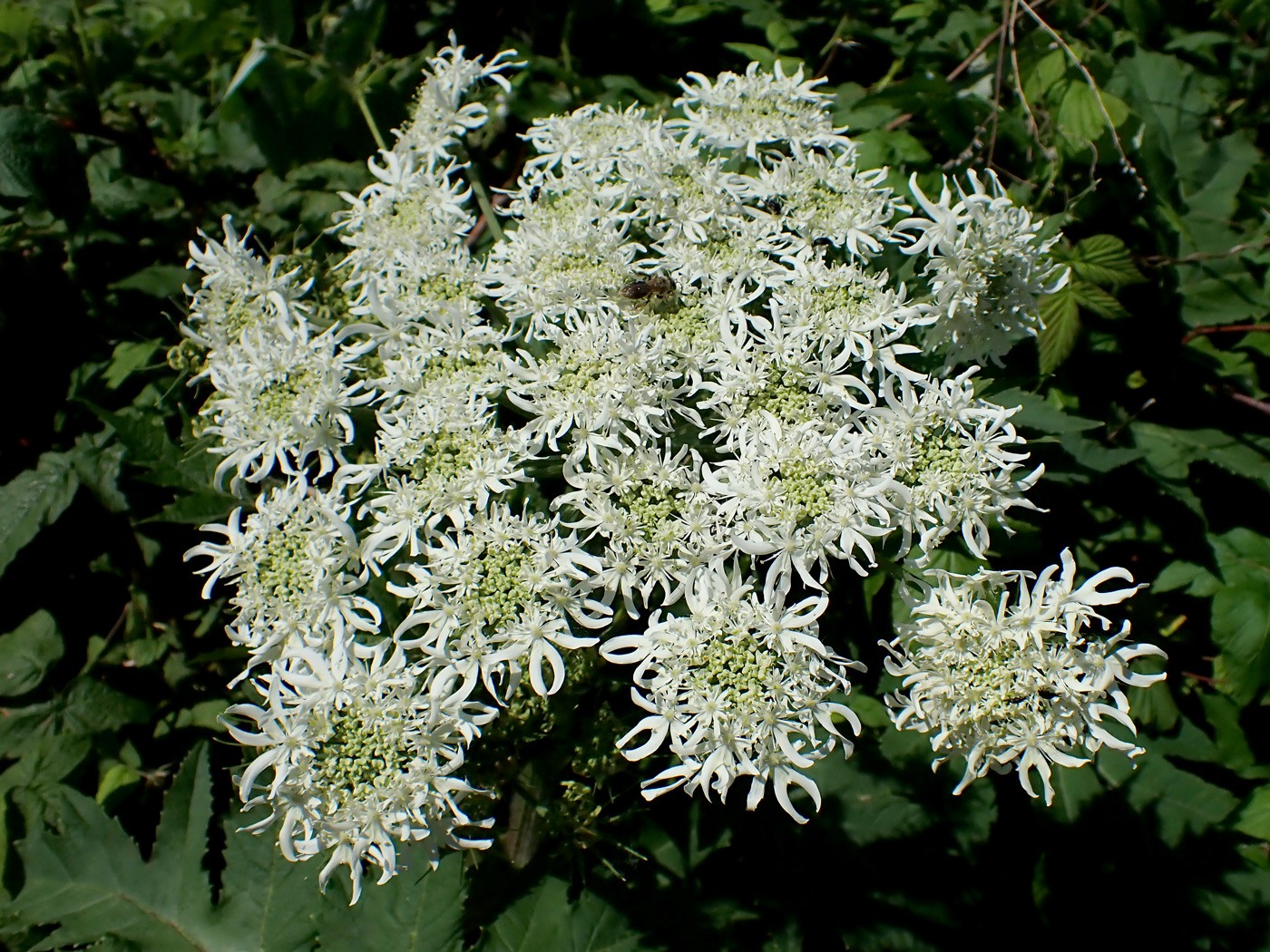 Image of Heracleum dissectum specimen.