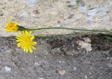 Scorzoneroides autumnalis. Соцветия. Московская обл., Павлово-Посадский ГО, г. Электрогорск, ул. Горького. 27.09.2026.