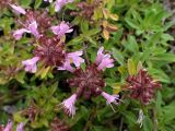 Thymus amurensis