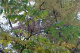Aralia elata. Верхушка побега с соплодием и листьями, принимающими осеннюю окраску. Беларусь, г. Витебск, ботанический сад ВГУ. 03.10.2026.