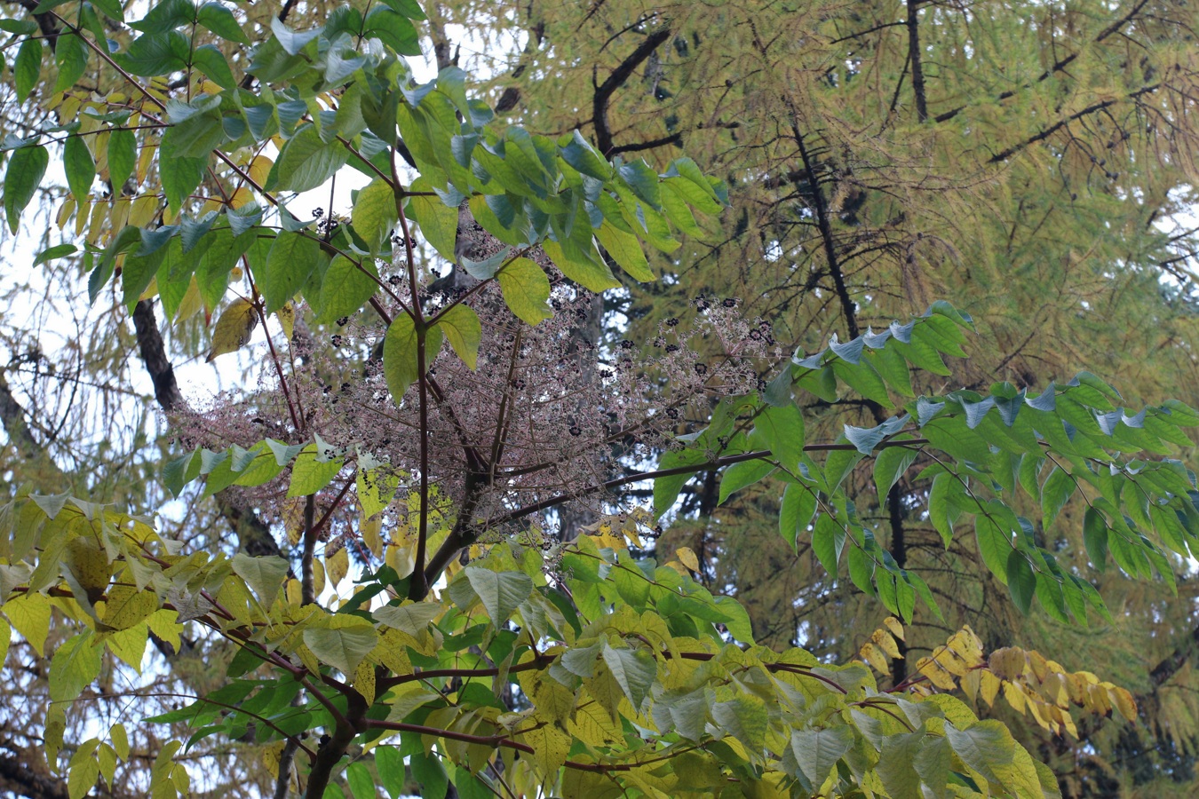 Image of Aralia elata specimen.