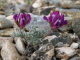 Oxytropis pumila