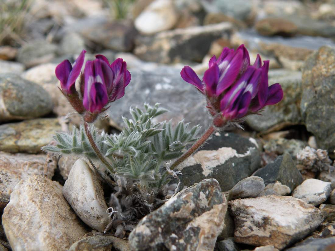 Изображение особи Oxytropis pumila.