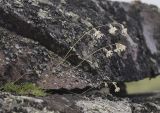 Silene saxatilis
