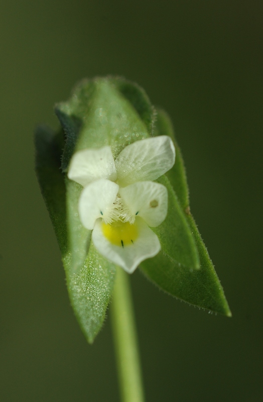 Image of Viola occulta specimen.