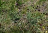 Astragalus arbuscula