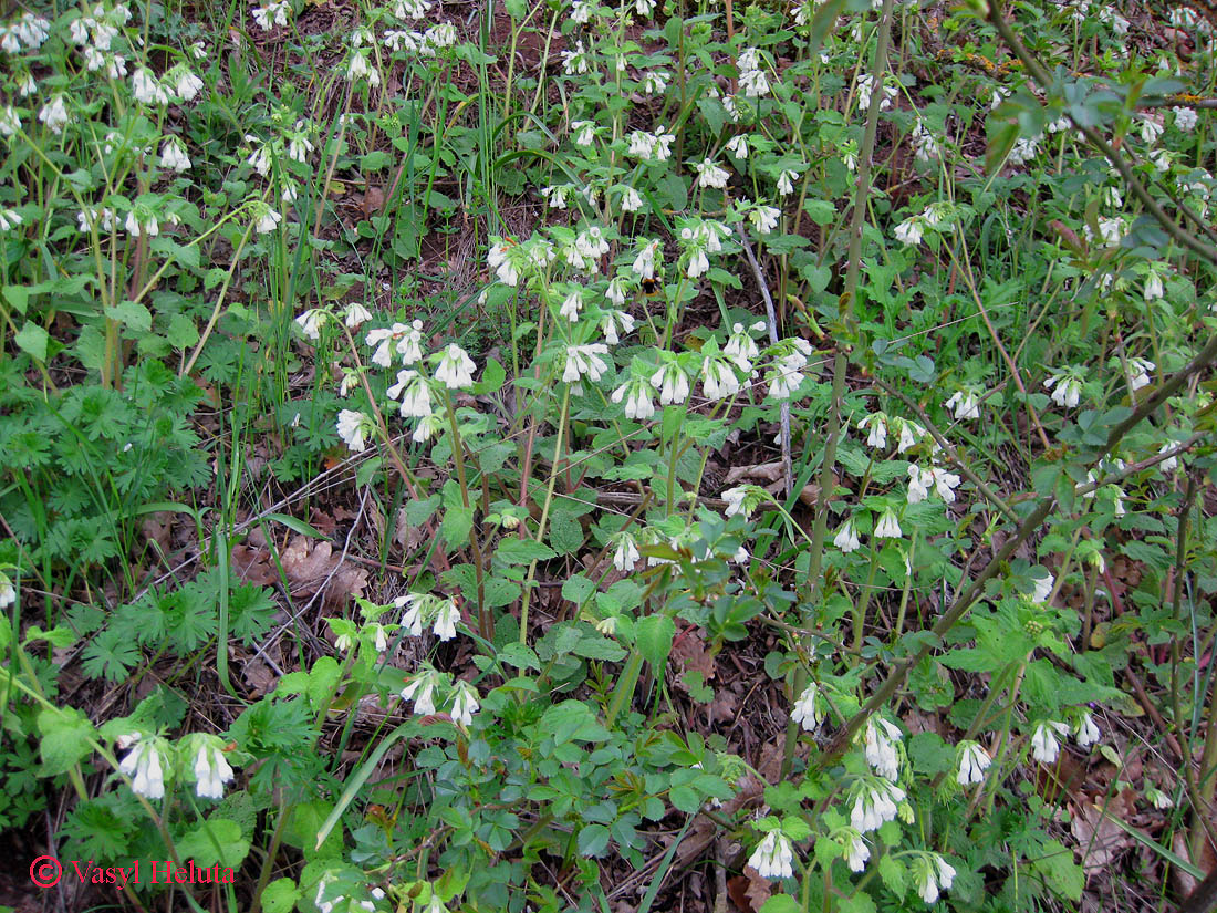 Изображение особи Symphytum tauricum.