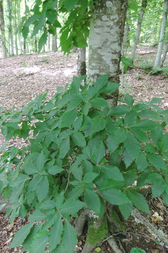 Image of Fagus orientalis specimen.