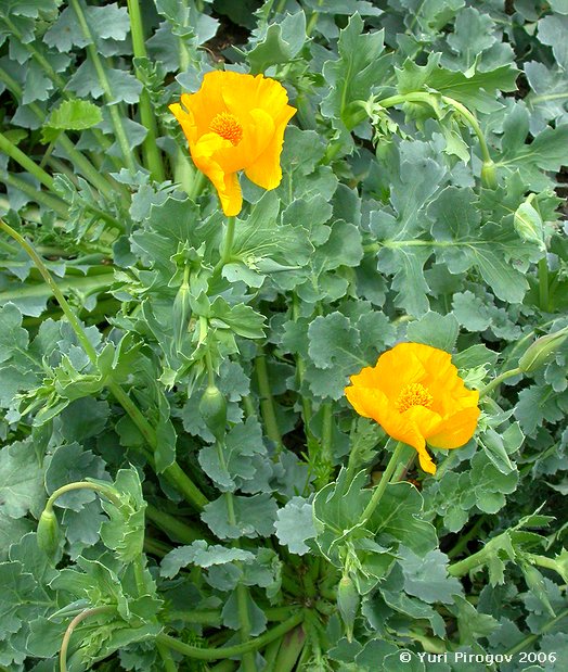 Image of Glaucium fimbrilligerum specimen.