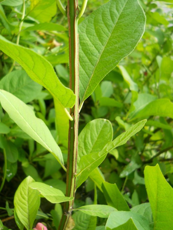 Изображение особи Euonymus europaeus.