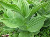 Veratrum album