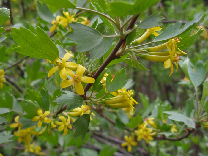 Image of Ribes aureum specimen.