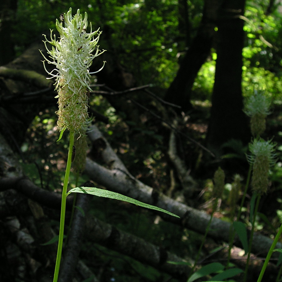 Изображение особи Phyteuma spicatum.