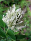 Trifolium pannonicum. Соцветие. Украина, Ивано-Франковская обл., Косовский р-н, окр. с. Шешоры, луг на берегу притока реки Пистынки. 27 июня 2011 г.