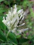 Trifolium pannonicum