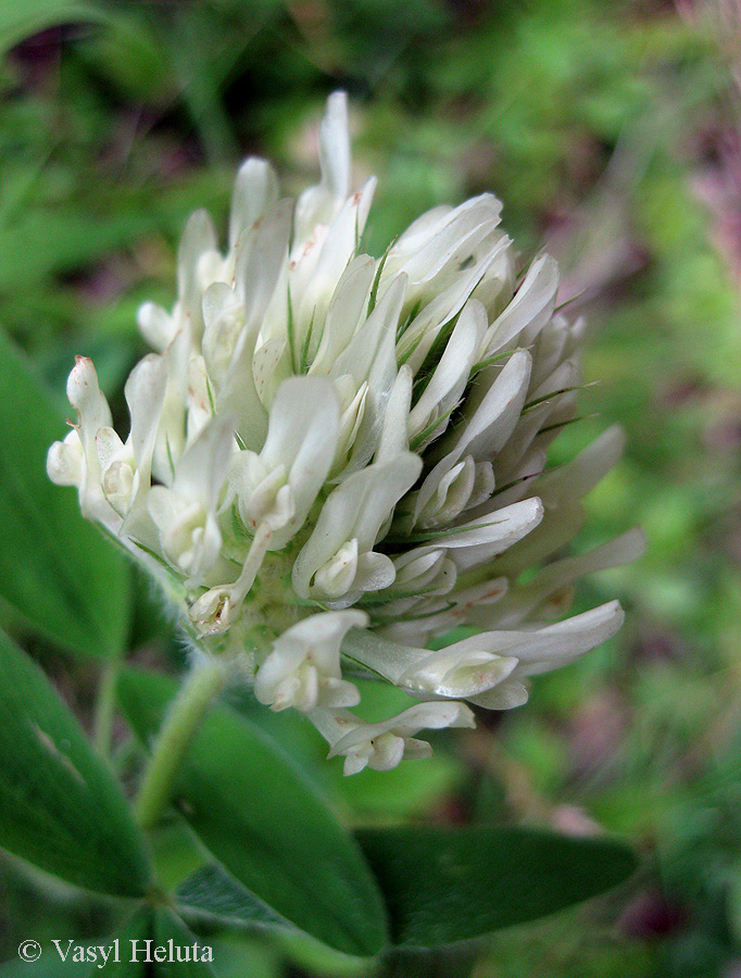 Image of Trifolium pannonicum specimen.