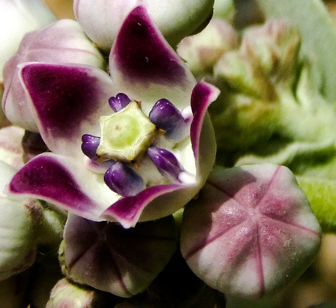 Изображение особи Calotropis procera.