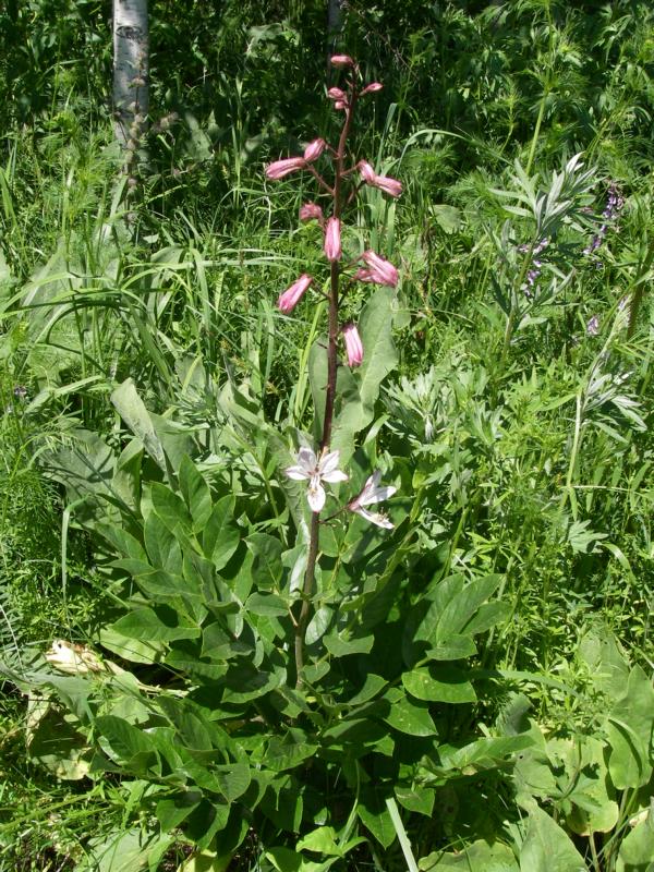 Image of Dictamnus angustifolius specimen.