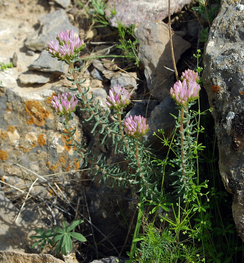 Изображение особи Pseudosedum longidentatum.