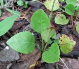 Pyrola rotundifolia