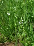 Veronica serpyllifolia. Цветущие растения. Окрестности Смоленска. 24.05.2011.