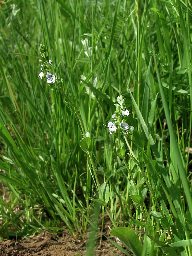 Image of Veronica serpyllifolia specimen.