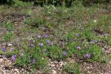 Astragalus agrestis. Цветущие растения на глинисто-щебнистом грунте. Свердловская обл., окр. г. Североуральск, р-н известнякового карьера, открытое пространство в сосново-еловом лесу. 15.06.2011.