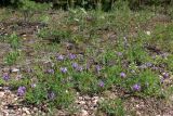 Astragalus agrestis