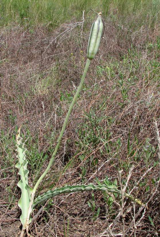 Image of Tulipa altaica specimen.