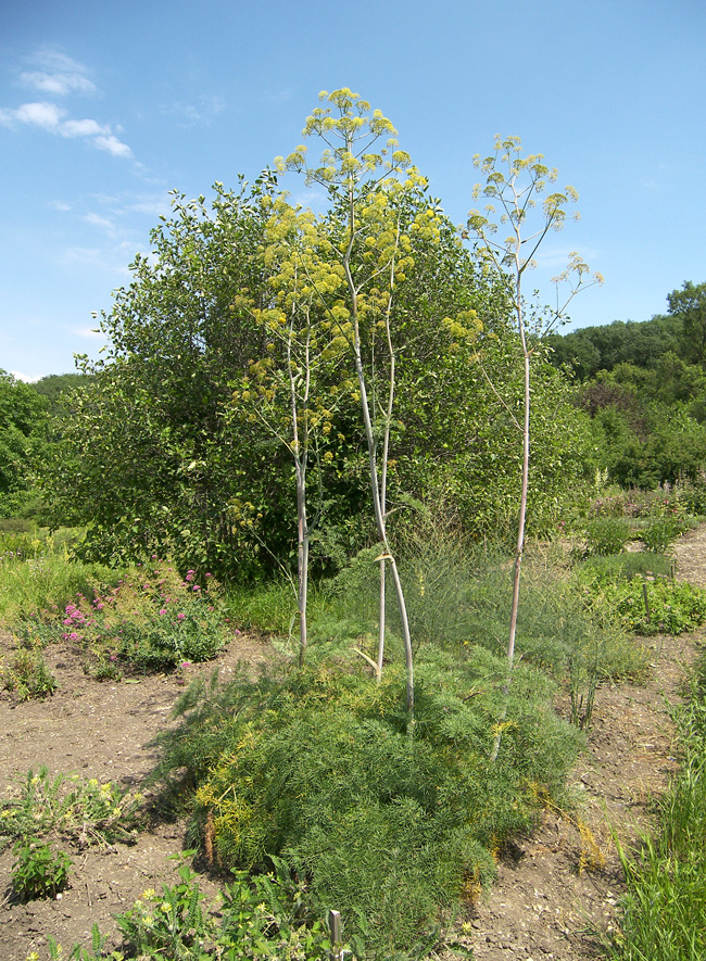 Изображение особи Ferula communis.